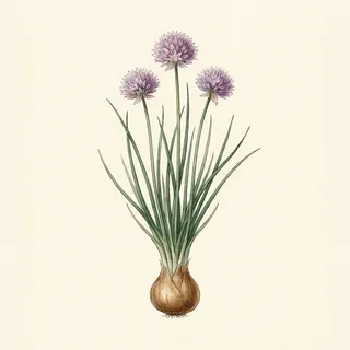 Illustration botanique de Ciboulette